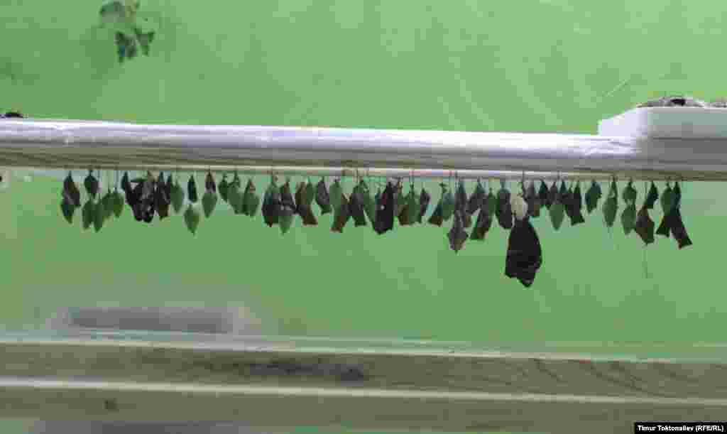 Көпөлөктөр купучада төрөлөт