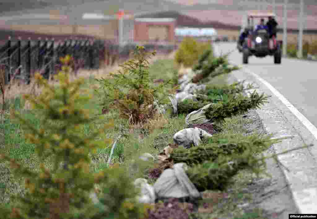 Албек Ибраимов бүгүнкү ишембиликте бак-дарактарды кыюу аргасыз чара экенин, бирок ар бир кыйылган бактын ордуна өткөн жылы жети, быйыл он беш көчөт отургузулганын маалымдады.