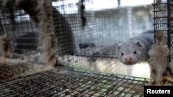 Норка у клітці на одній із ферм біля Копенгагена, Данія (фото архівне)