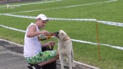 Породистые чемпионы и бездомные псы