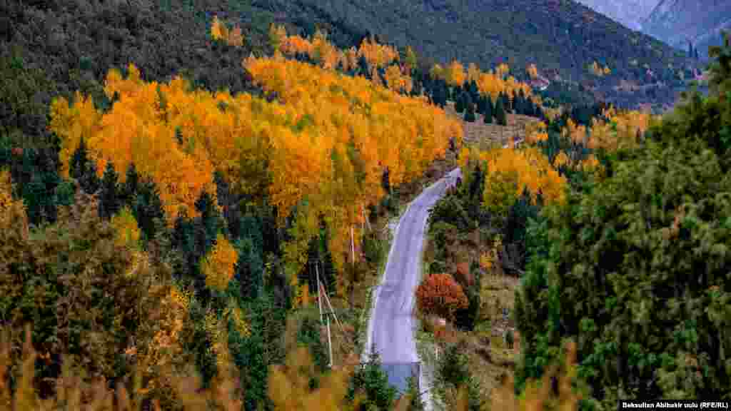 Сезимди кусага толтуруп, Ак карлуу кыш келет жакында. Болбосту заматта болтуруп, Кыялдар баш ийбейт акылга. Өзгөчө сулуудай ушул күз, Өзгөрүү болчудай жакында... (Назгүл Осмонова)