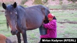 Нарын облусу, бээ саап жаткан аял
