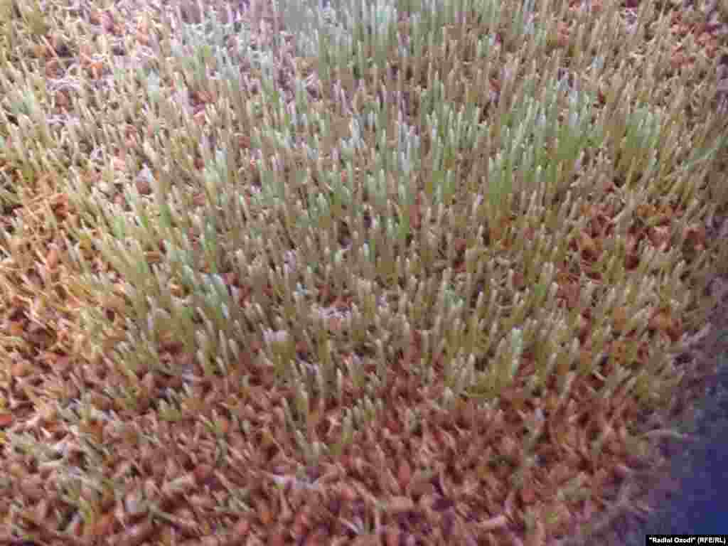 Панҷ рӯз баъд гандум сар кашида месабзад