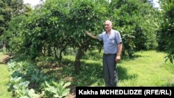 ფერმერი ემზარ რომანაძე მანდარინის პლანტაციაში