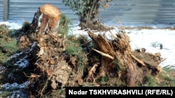 Во вторник организация Центр экологического права опубликовала статистику по вырубкам леса и назвала виновных в уничтожении лесных массивов