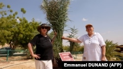 مطالعهٔ جدید دی‌ان‌ای نشان می‌دهد که درخت «شبا» احتمالاً در دوران باستان به‌عنوان پایه‌ای برای پیوند زدن درخت افسانه‌ای عطر «مرهم یهودا» استفاده می‌شده است