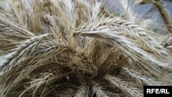 Лещенко перелічив ключові перетворення, які належить пройти аграрному сектору: фіналізацію земельної реформи, реалізацію національного проєкту зрошення та меліорації та створення інституту агрострахування