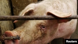 илустрација