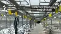 Обращение узбекских мигрантов, отправленных в Карачаево-Черкесскую Республику