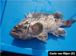 Корейский окунь (Sebastes schlegelii)