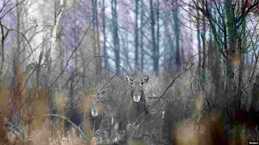 Кароосуз калган Дронька кыштагына жакын жерде жүргөн багыш.