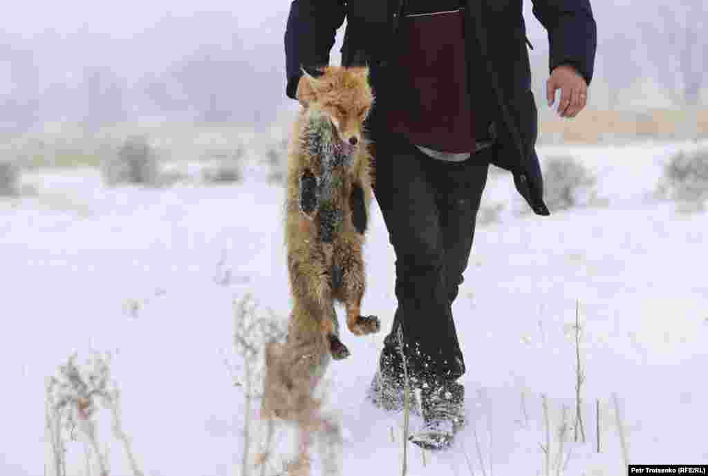 Спасенную лисицу возвращают в клетку.