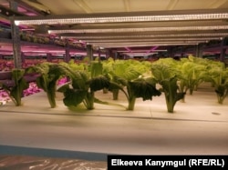 Теплица Академии сельскохозяйственных наук, 9 июня 2018 г.