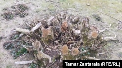 სხვადასხვა დაავადების გამო ზუგდიდის სოფელ კახათში რამდენიმე მოსახლემ თხილის პლანტაცია გაჩეხა