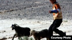 Козу баккан мургабчы бала