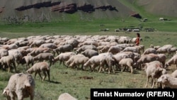 Өлбөгөн малга жаз да келет...