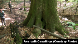 Бук, якому понад 500 років