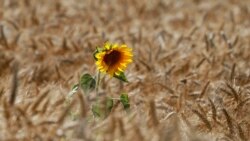 Diňle: Bergili daýhanlara günebakar ekdirýärler, telekeçiler 'ýol ýamaýar'