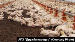 Те що сталося з птахофермою має ознаки екологічного злочину та може «нести потенційну шкоду», зазначають експерти, (фото ілюстративне)