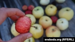 Яблыкі, архіўнае фота