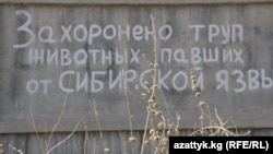 Бишкектин жанындагы Ала-Тоо-1 конушунундагы күйдүргү көмүлгөн аймак.