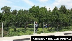 მანდარინის სასწავლო პლანტაცია ბათუმში