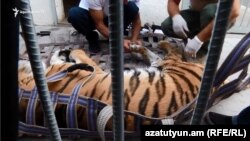 Манвел Григоряндын үйүнөн табылган жолборсту мамлекеттик зоопаркка өткөрүү тууралуу чечим кабыл алынды.