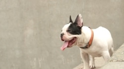 Франзузький бульдог на прізвисько Віскі