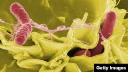 Чӯбчаи Салмонелла