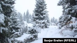 Долина Жыргалан в Иссык-Кульской области.