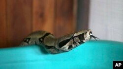 Иллюстрация. 