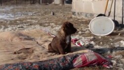 Male šape dugoga dometa