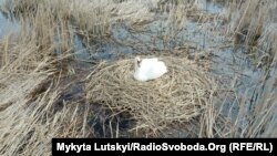 Гнездо лебедей в парке «Клебан-Бык»