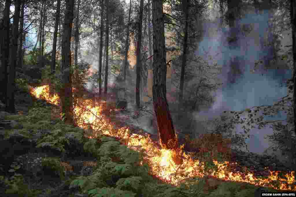 Flakët nga një zjarr i egër duke djegur pemët, në një zonë rurale në Mugla. (31 korrik)