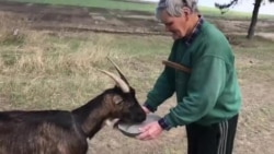 la sfârșit de săptămână 24 aprilie omul cu capra