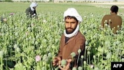 تولید تریاک افغانستان در سال گذشته افزایش داشته است