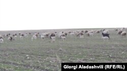 სოფელი იორმუღანლო