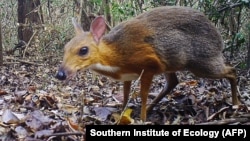 Азіатске оленятко