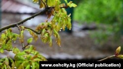 Кыргызстандын аймагы. Иллюстрациялык сүрөт.