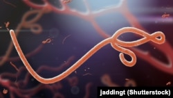 Mikroskopski prikaz virusa ebole