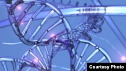 دی‌ان‌ای ژن مربوط به پیر شدن