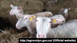 Вівці. Агротуристичний кластер «ГорбоГори», Львівська область