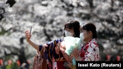 Сакура гүлдөгөн маалда сүрөткө түшүп жаткан жапон кыздары. 