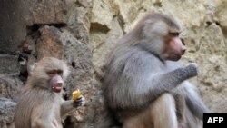 Именно Вано делает им прививки, а обезьяны, совсем как люди, ненавидят уколы