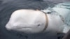 Beluga Whale With Russian Harness Raises Alarm In Norway