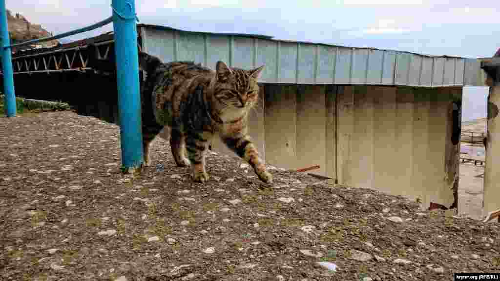 Кошка на одной из улиц Партенита