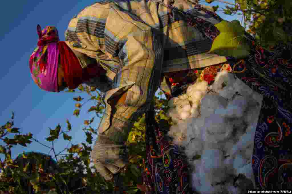 Сбор хлопка процесс непростой. Работать нужно целый день. В самодельных мешках, которые носят женщины, может быть, до 8-10 килограммов хлопка.&nbsp;