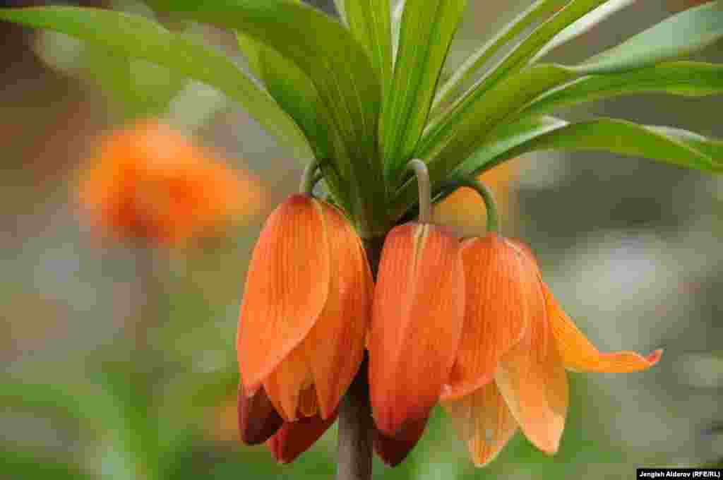 Айгүл гүлү. Баткен.&nbsp;