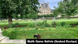 Kecske legel a Tuileriák kertjében 2021. július 14-én