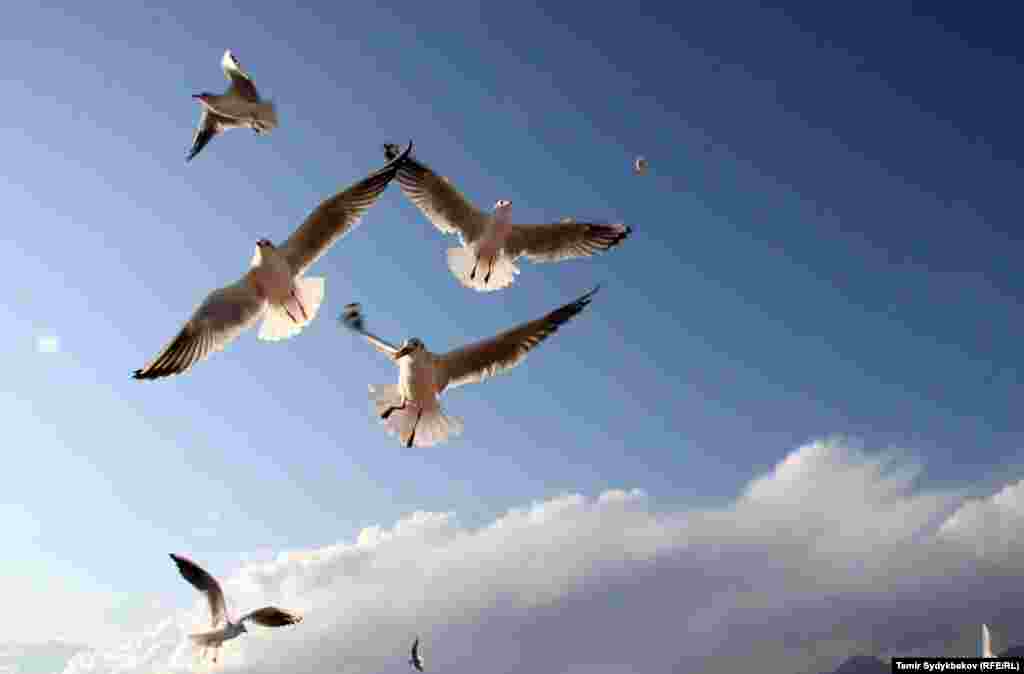 Ойкуйт да кайкыйт ак чардак.